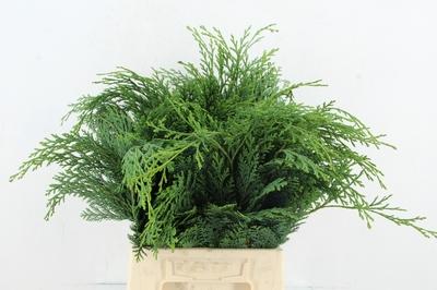 Chamaecyparis lawsoniana 'Alumii' per bos