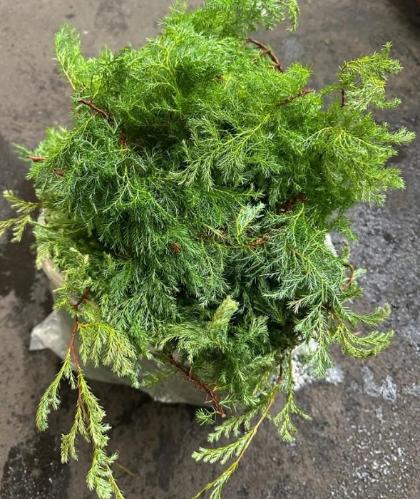 Chamaecyparis pisifera 'Squarrosa' per kilo