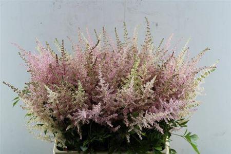 Astilbe (Arendsii Grp) 'Earth Light Pink'