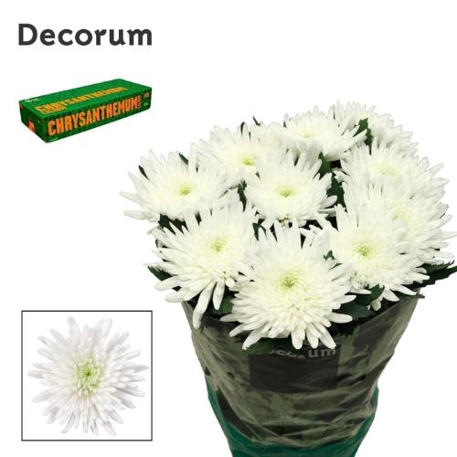 Chrysanthemum (Indicum Grp) geplozen Topspin