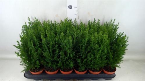 Chamaecyparis lawsoniana 'Ellwoodii'