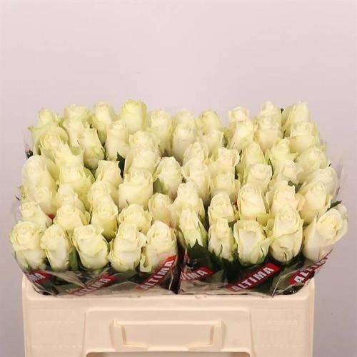 Rosa grootbloemig Albatros