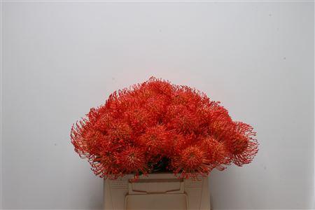 Leucospermum cordifolium overig