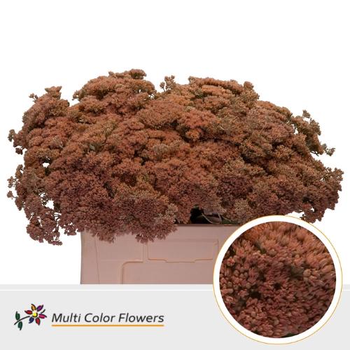 Sedum kleurbehandeld H%
