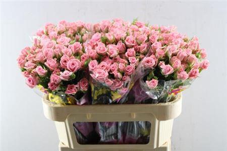 Rosa tros Odilia