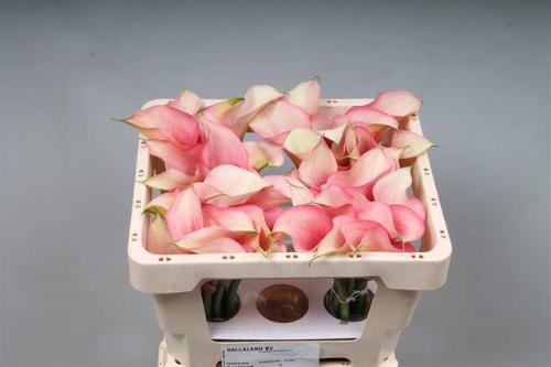 Zantedeschia 'Auckland'