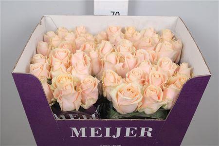 Rosa grootbloemig Pearl Avalanche+