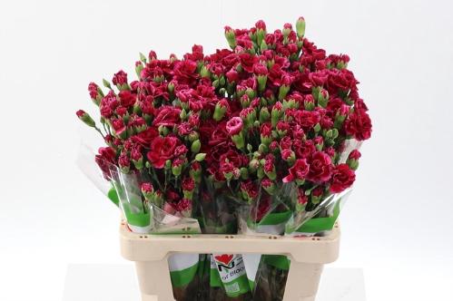 Dianthus tros Royal Tessino