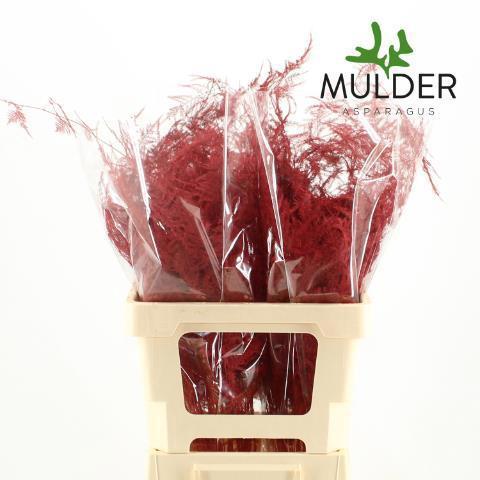 Asparagus overig kleurbehandeld H%