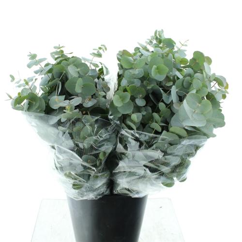 Eucalyptus per bos cinerea