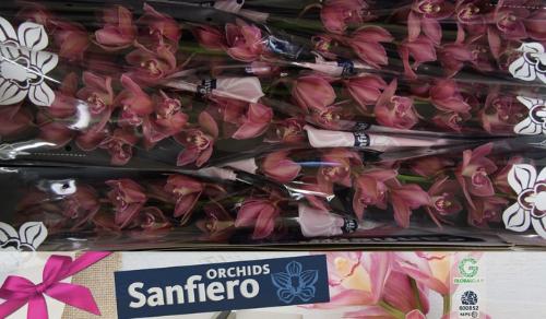 Cymbidium grootbloemig per tak 'Toledo'