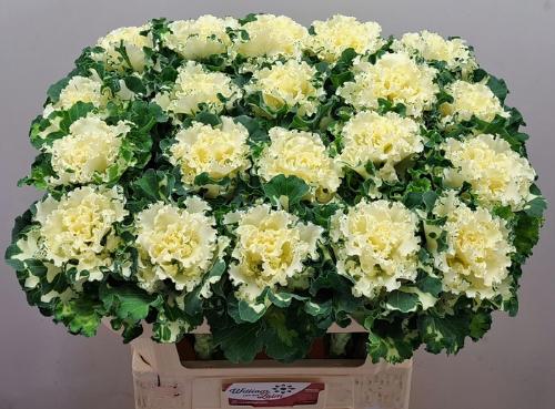 Brassica oleracea 'Crane Ruffle White'