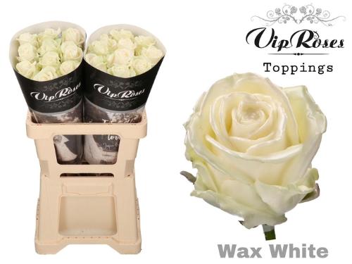 Rosa grootbloemig gewaxt H%