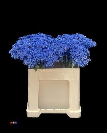 Sedum spectabile kleurbehandeld H%
