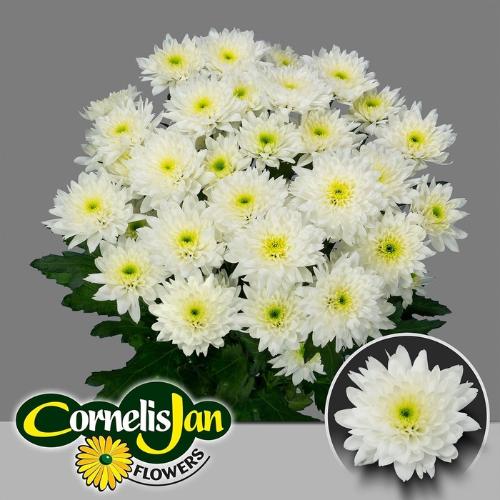 Chrysanthemum Indicum Grp tros kas Euro