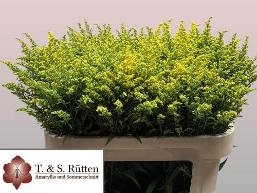 Solidago Tara