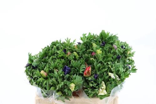 Anemone coronaria Marianne gemengd