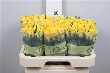 Rosa grootbloemig Moonwalk