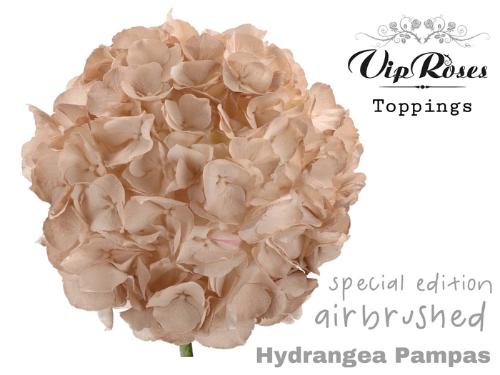 Hydrangea overig kleurbehandeld H%