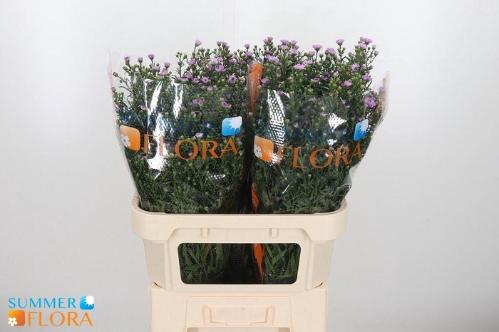 Aster Novi-belgii Grp 'Painted Lady'