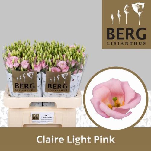 Eustoma russellianum enkelbloemig 'Claire Light Pink'