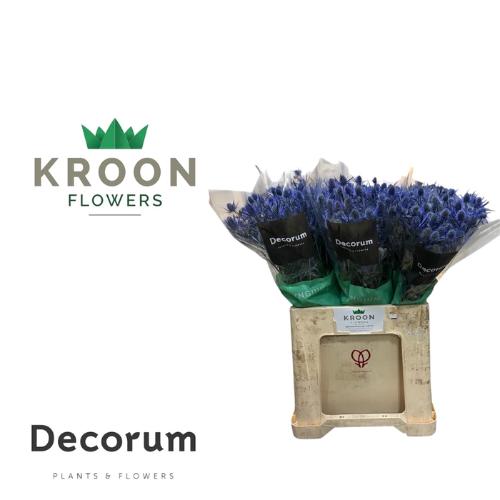 Eryngium Magical Blue Lagoon