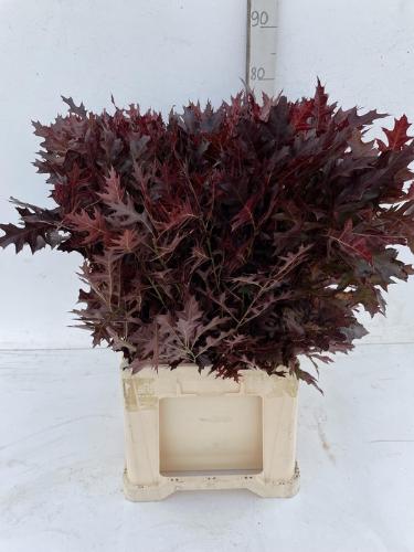 Quercus palustris kleurbehandeld H%