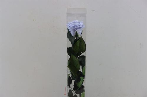 Rosa grootbloemig kleurbehandeld H%