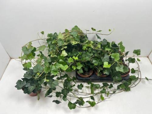 Hedera hibernica