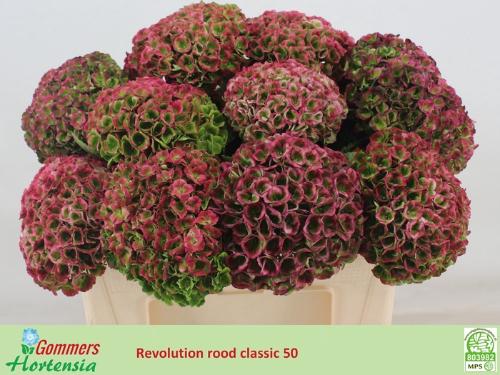 Hydrangea macrophylla Magical Revolution (classic)