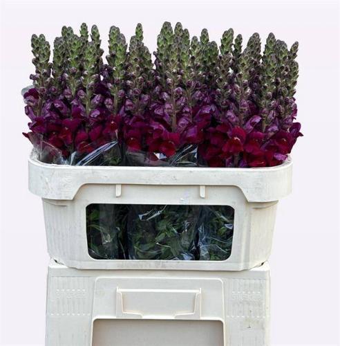 Antirrhinum majus 'Opus Red'