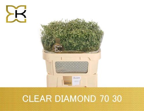 Limonium sinensis Clear Diamond