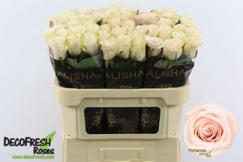 Rosa grootbloemig Pomarosa