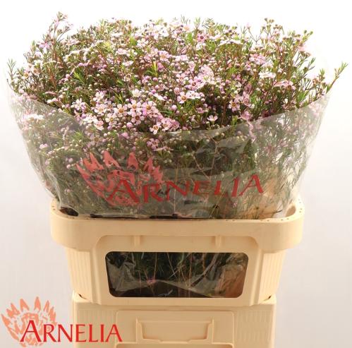 Chamelaucium 'Alouana'