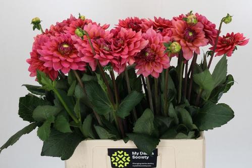 Dahlia (Decorative Grp) 'Salmon Runner'