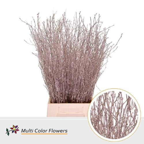 Betula kleurbehandeld H%