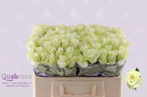 Rosa grootbloemig Snowstorm+