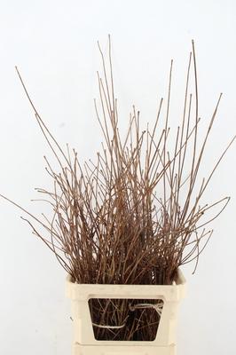 Decoratiegroen overig per bos