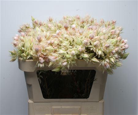 Serruria florida Pretty N White