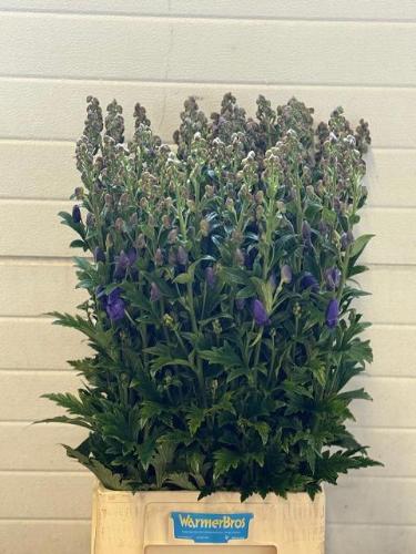 Aconitum carmichaelii 'Arendsii'