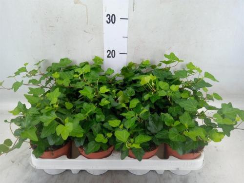 Hedera helix 'Wonder'