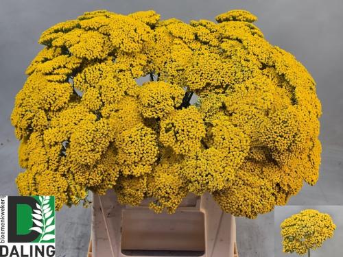 Achillea filipendulina 'Parkers Variety'