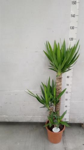 Yucca overig