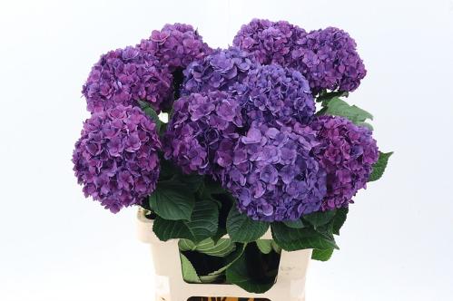 Hydrangea macrophylla Royal Anastasia (blauw)
