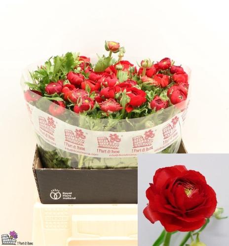 Ranunculus asiaticus 'Dolcevita Red'