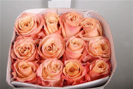 Rosa grootbloemig Shimmer