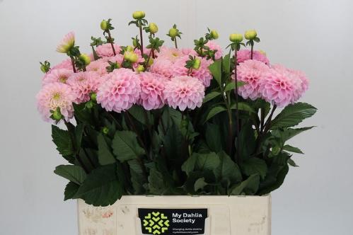 Dahlia Ball Grp 'Wizard of Oz'