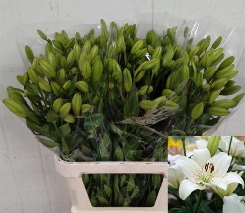 Lilium Aziatische Grp 'Eyeliner'