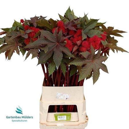 Ricinus communis 'Impala'