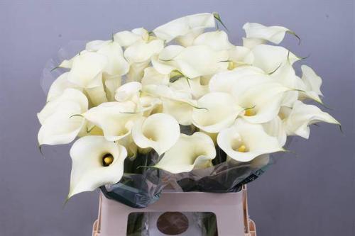 Zantedeschia 'Snowstar'